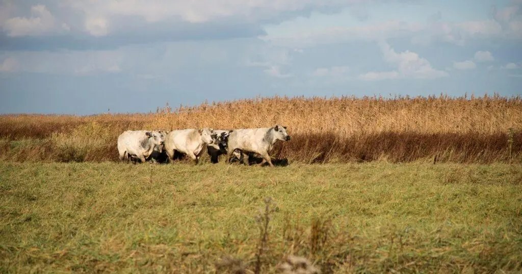 Drie witblauwe koeien voor het riet van het grenspark